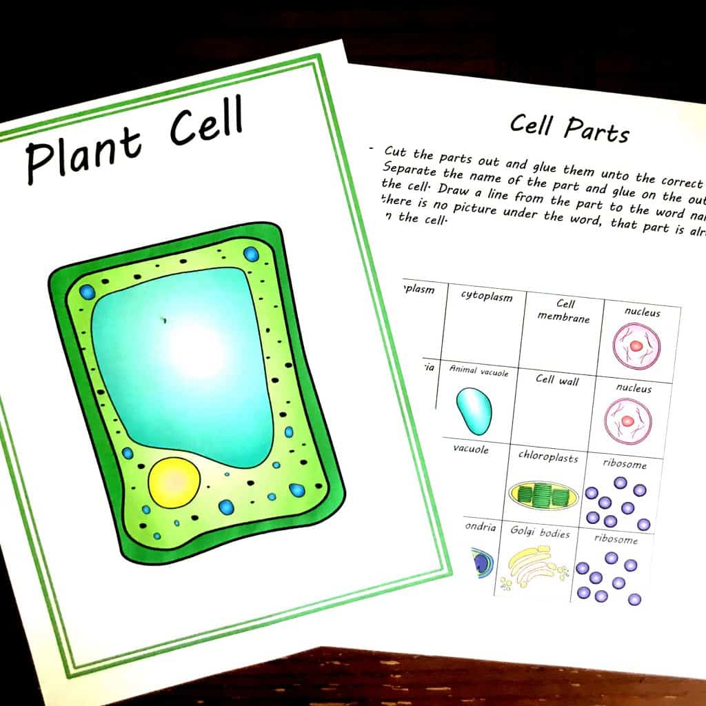  20 Hands-On Plant &amp; فعالیت های سلول های حیوانی