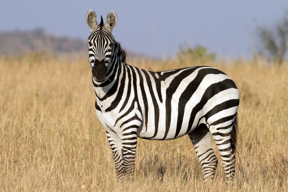  30种神奇的动物，以字母表的终点为起点：以Z为起点!