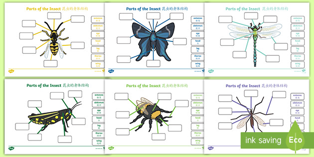  23 actividades sobre insectos para alumnos de primaria