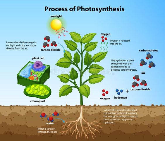  22 забавни дейности по фотосинтеза за средното училище