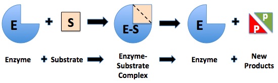  13 Enzymer Laboratorierapport Aktiviteter
