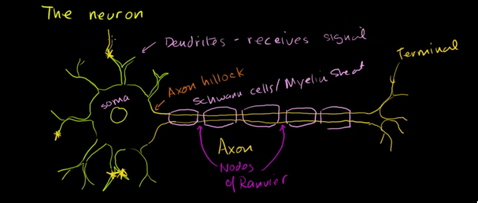  10 tevékenység a neuron anatómia tanulására