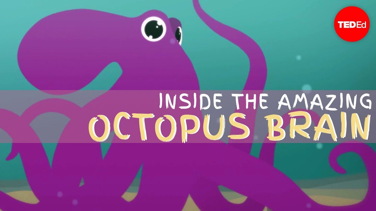  Zhytuni në 21 aktivitete fantastike të oktapodit
